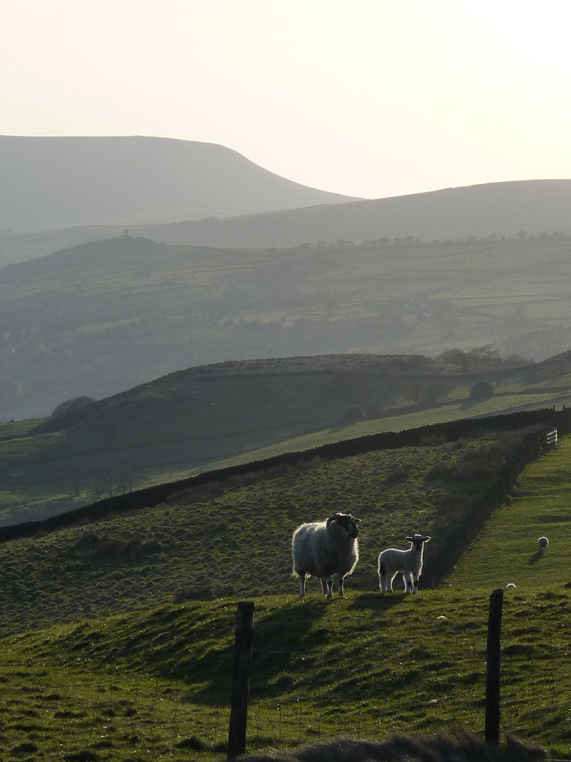 Sheep and Pendle Hill